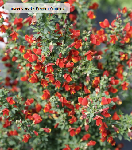 2G Cytisus Scoparius (Scotch Broom) 'Sister Redhead' - 1021335