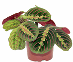 5" Prayer Plant Red G3540