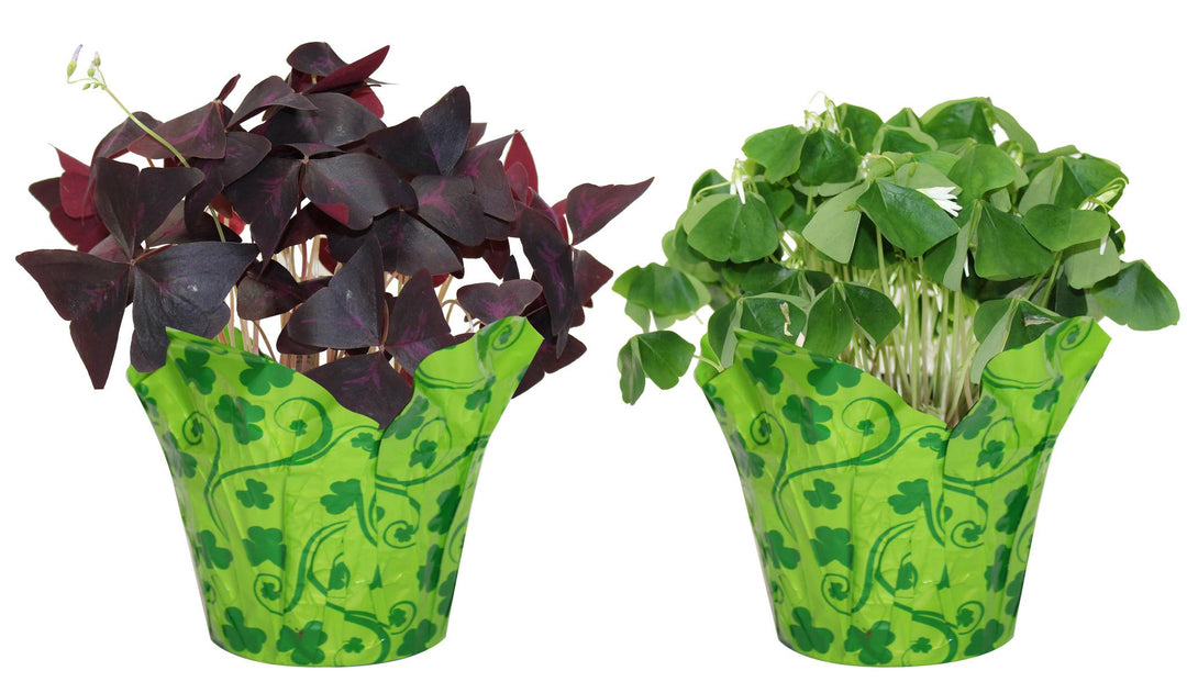 6" Oxalis Assorted Colors (Shamrock, Clover) with Pot Cover F4538