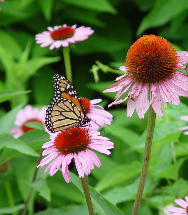 1G Echinacea Purpurea 'Magnus' - Purple Coneflower - 1000368