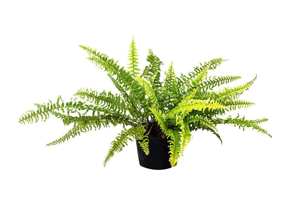 4" Ferns
