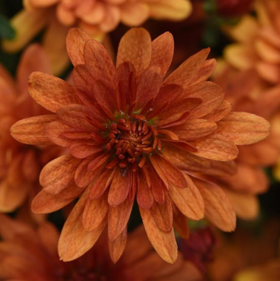 6" Mum - Kickin' Spicy Orange