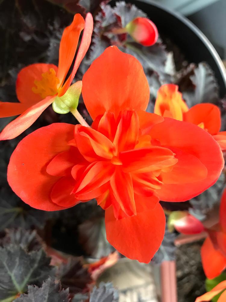 6" Begonia
