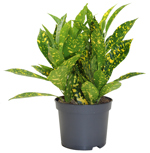 5" Croton - Golddust - G4070