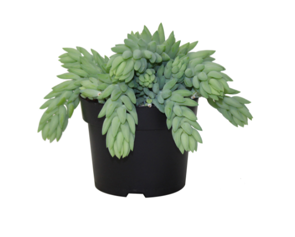 5" Burro Tail - Succulent - G5675 C5898