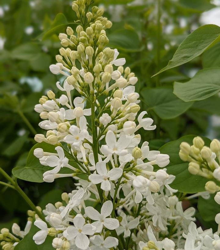 3G Syringa X 'Betsy Ross' - Lilac - 1009222