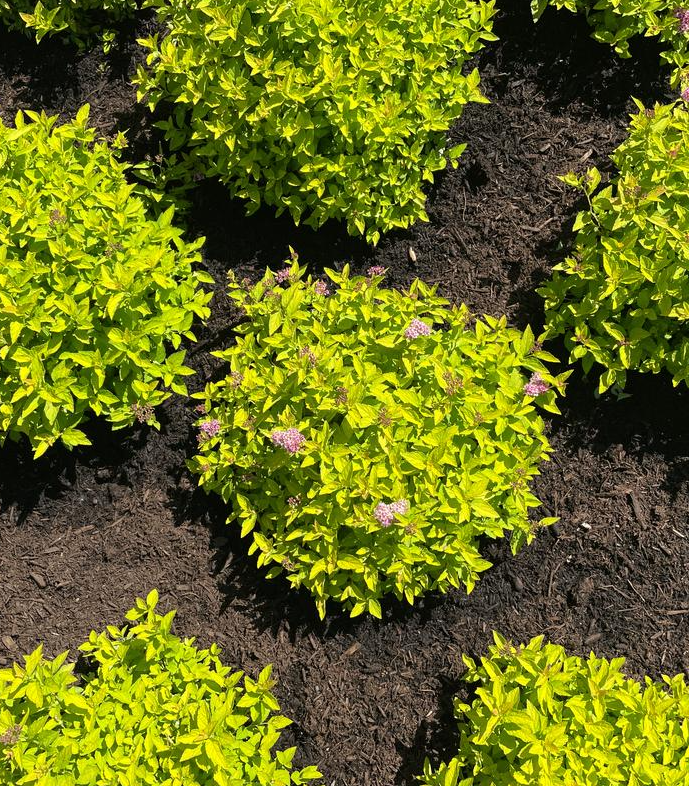 2G Spiraea japonica 'Pineapple Poprocks' - Spirea - 1020570
