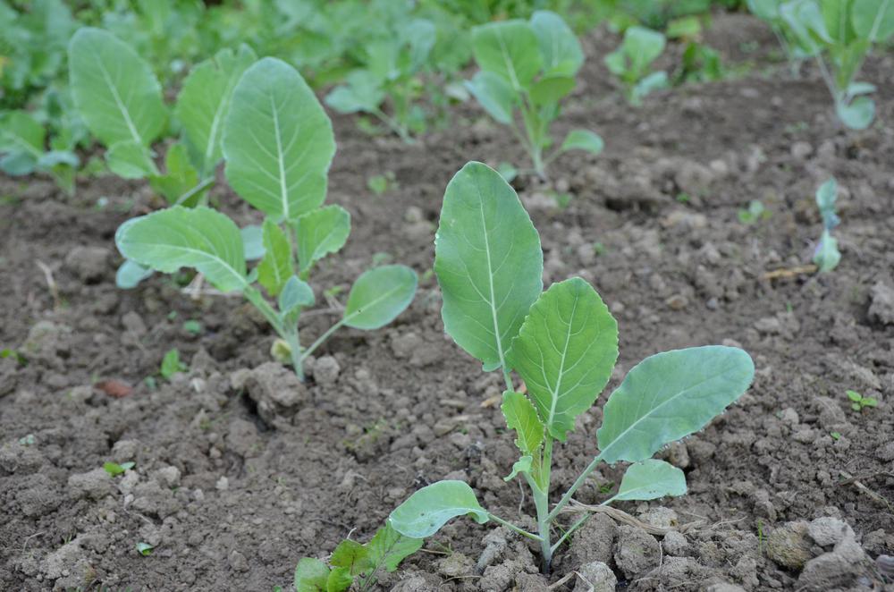 804 4 Pack Cauliflower