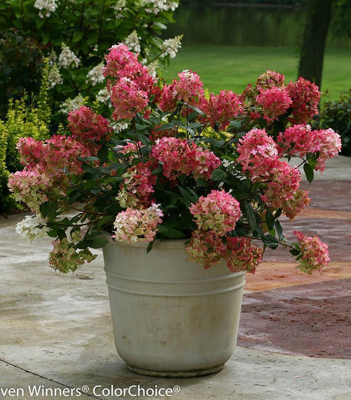 6G Hydrangea Paniculata - Fire Light - 44124-0800