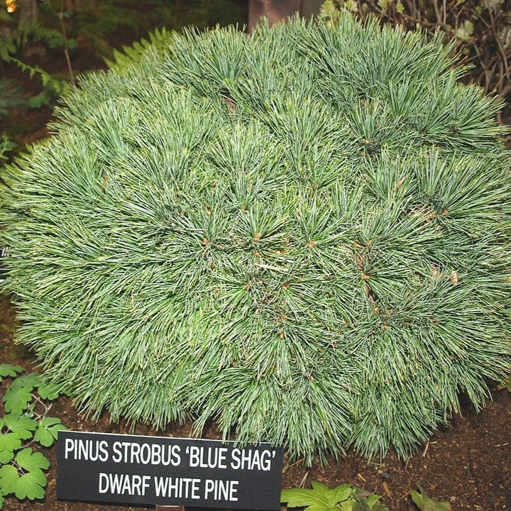 Pinus strobus 'Blue Shag'  - Blue Shag White Pine