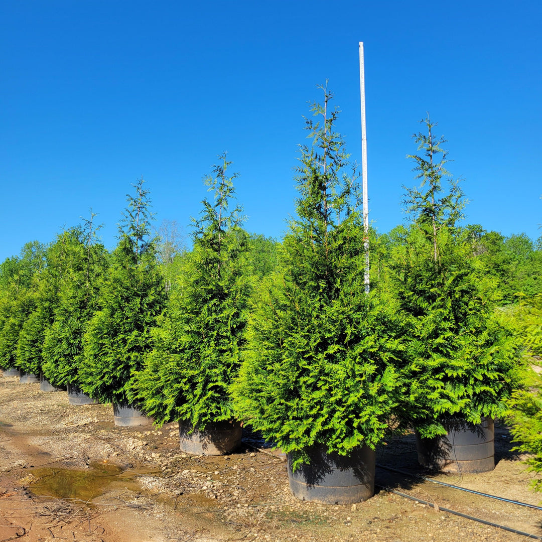 Green Giant Arborvitae