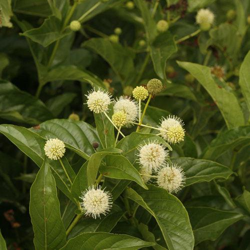 Sugar Shack® Buttonbush
