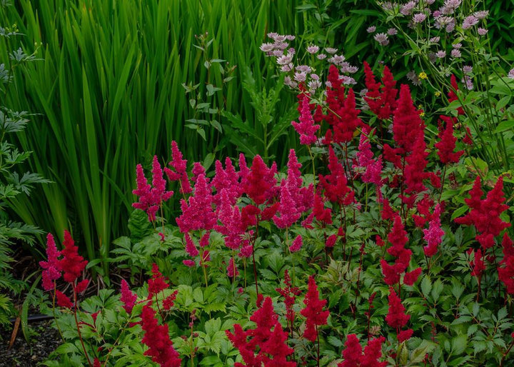 8" Astilbe Chinensis 'You and Me Forever' - Red - 1020194