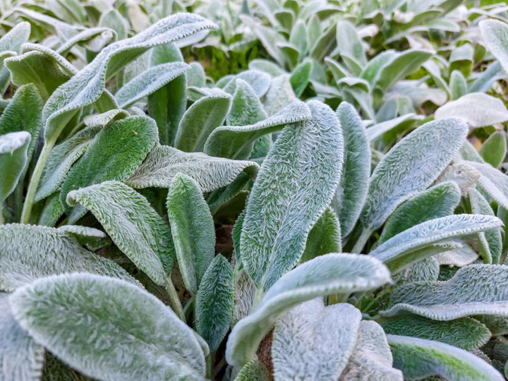 3" Stachys byzantina 'Silver Carpet' Silver Carpet Lambs Ears JC 1003116