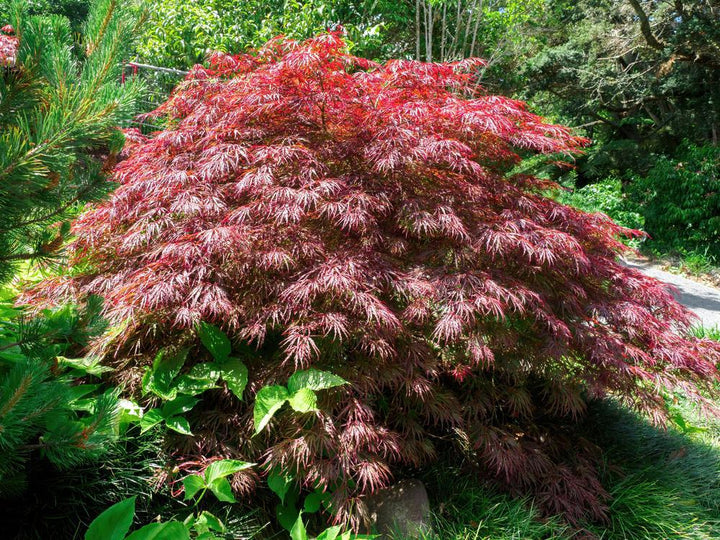 5G Acer Palmatum Dissectum 'Crimson Queen' - Weeping Japanese Maple - 1000278