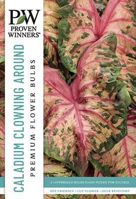 Caladium Hortulanum Clowning Around Bulbs - PWS-22 - 6511750002