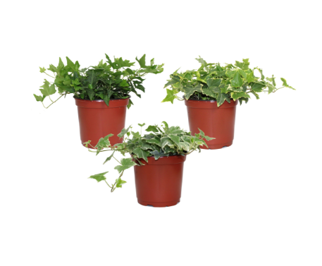 6" Ivy - English Assorted - T0710