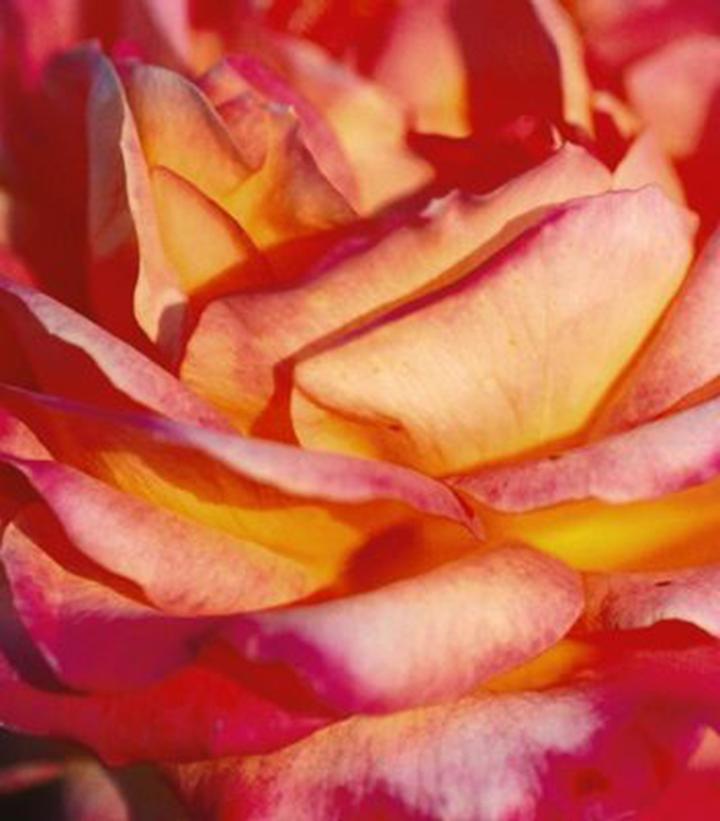 3G Rosa 'Love and Peace' - Rose Bush - 1015264