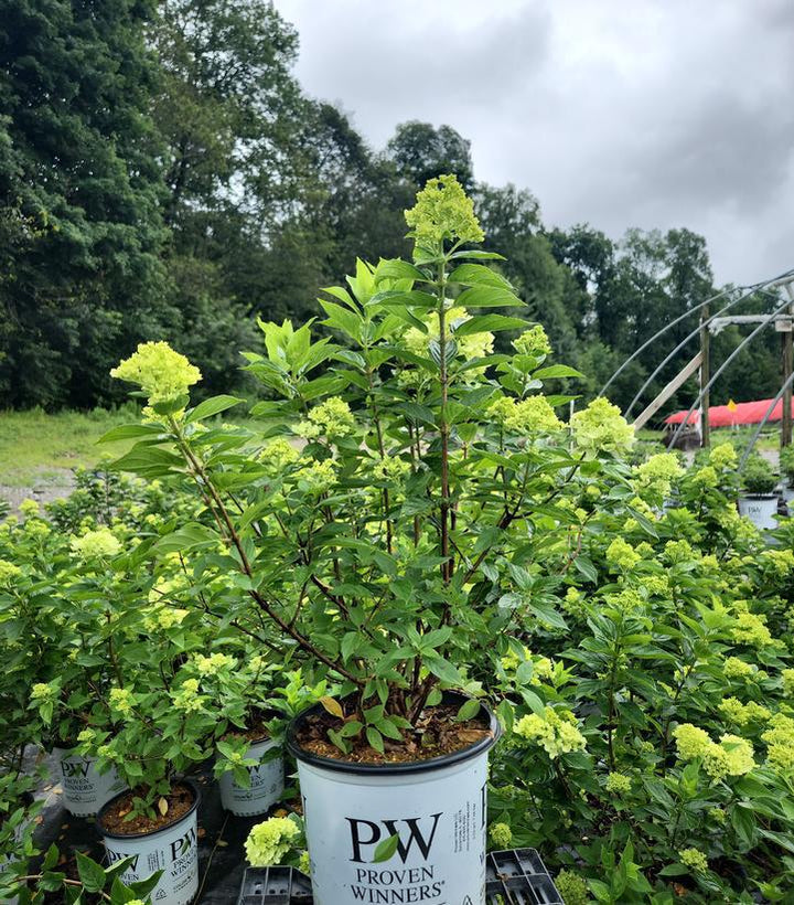2G Hydrangea Paniculata 'Little Lime' - 1004547