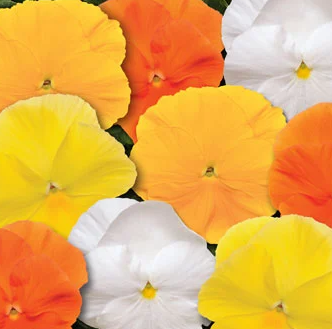 8.5" Pansy in Decorative Color Pot - Spring Matrix Mix Daffodil