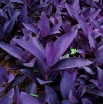 3.5" Tradescantia - Wandering Jew Purple Passion - G2710