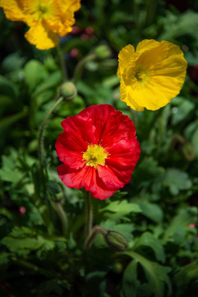 Quart Perennial Papaver Nudicaule (Iceland Poppy) Full Sun