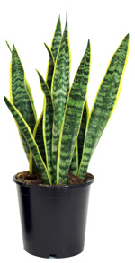 6.5" (17cm) Sansevieria Trifasciata - G5596
