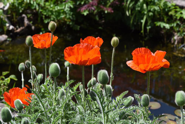 2G Papaver Orientalis (Oriental Poppy) Perennial