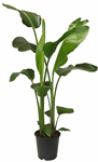 8" (21cm) Bird of Paradise - White - G2358