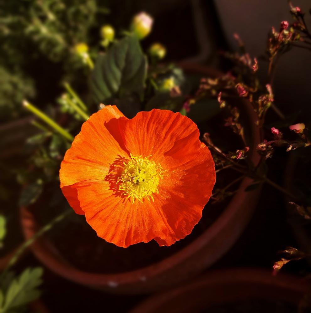Quart Perennial Papaver Nudicaule (Iceland Poppy) Full Sun