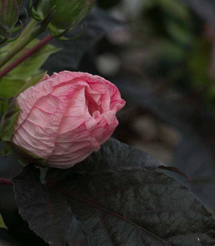3G Hibiscus Summerific 'Perfect Storm' - Rose Mallo - 1008653