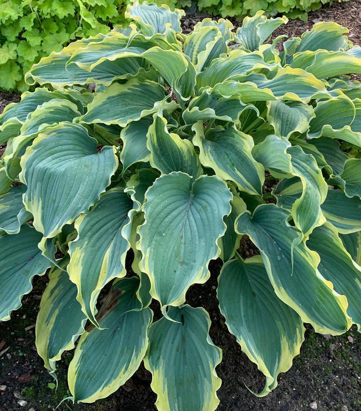 1G Hosta Shadowland 'Voices in the Wind' - 1015093