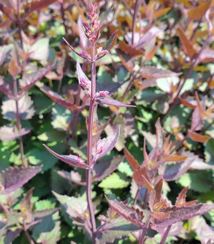 1G PW Agastache Meant to Bee 'Royal Raspberry' - Hummingbird Mint, Anise Hyssops - 1015273