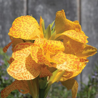 4.5" Canna Lilly Cannova