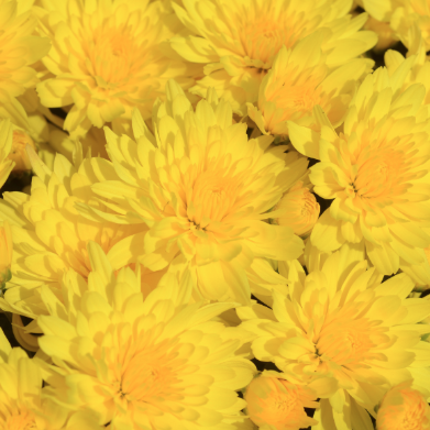 12" TP Mum Patio Pot - Honeyblush Yellow