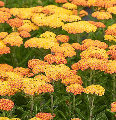 1G Achillea Millefolium 'Skysail Bright Yellow' - Yarrow - 1027739