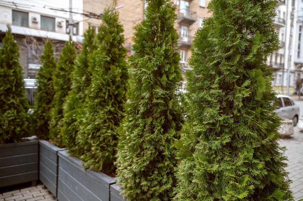 15G Thuja Green Giant Arborvitae - 88980-194