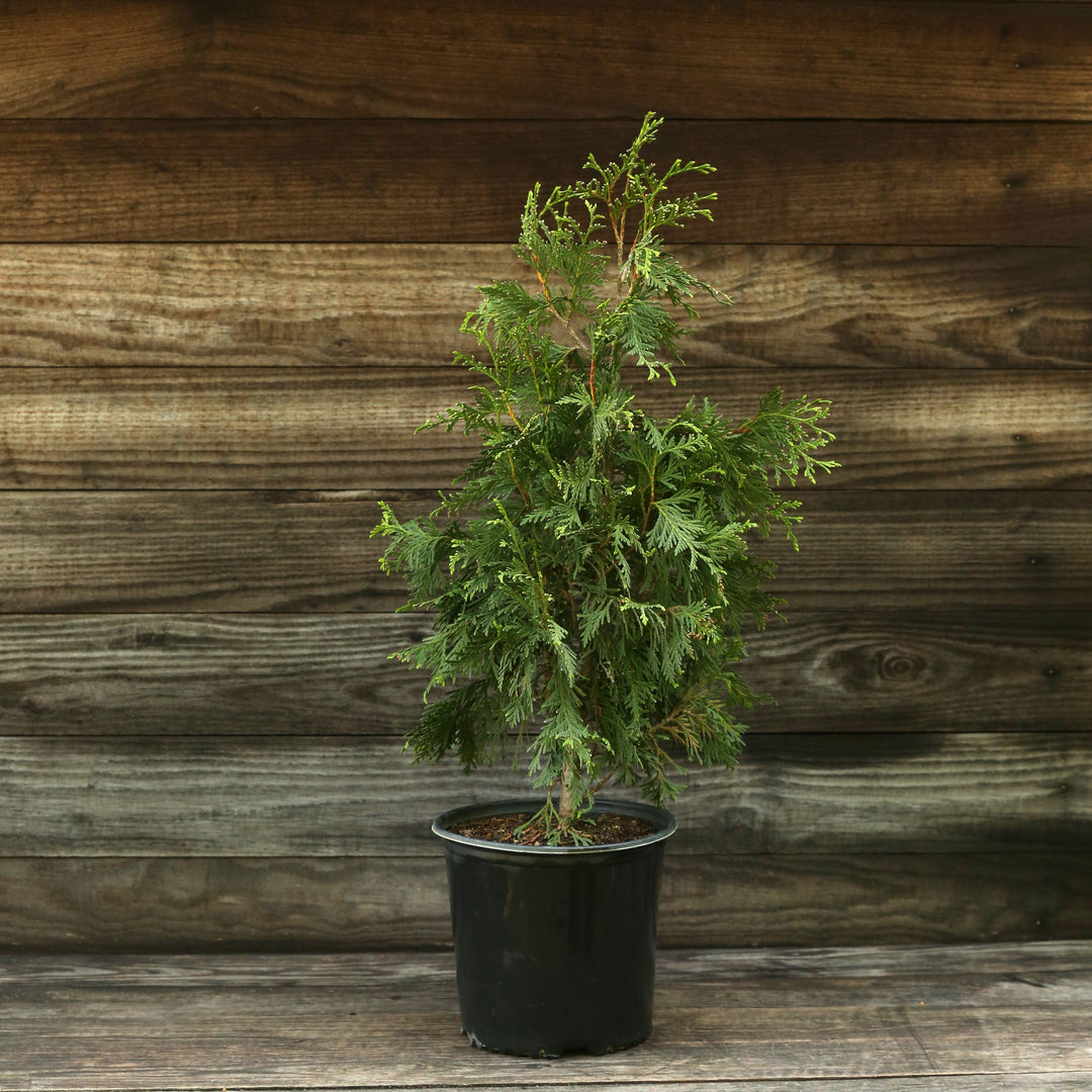 Green Giant Arborvitae