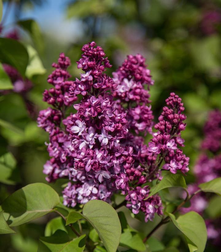 5G Syringa X 'Virtual Violet' - Lilac - 1014946