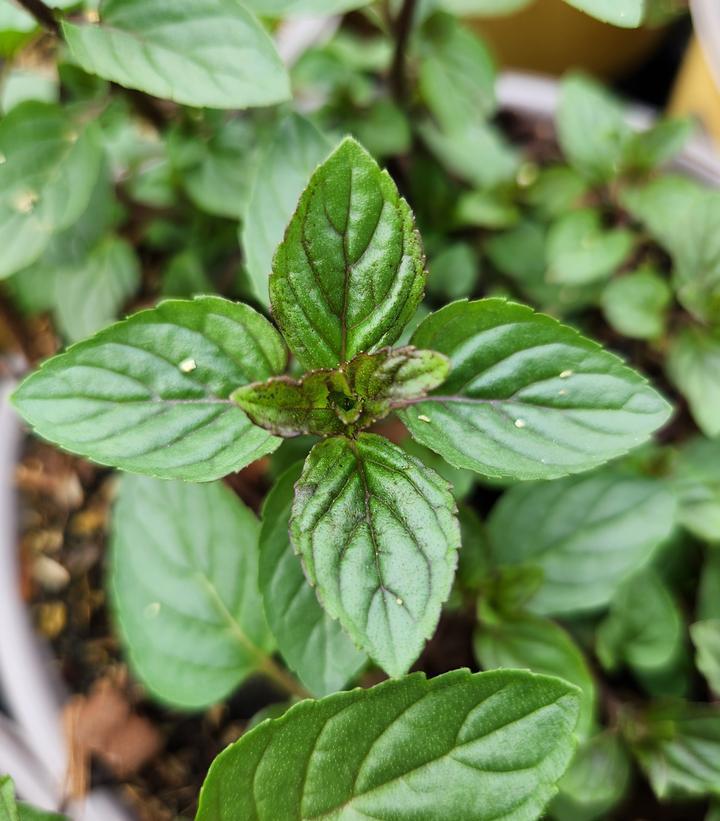 1G Mentha X Piperita - Peppermint - 1001304