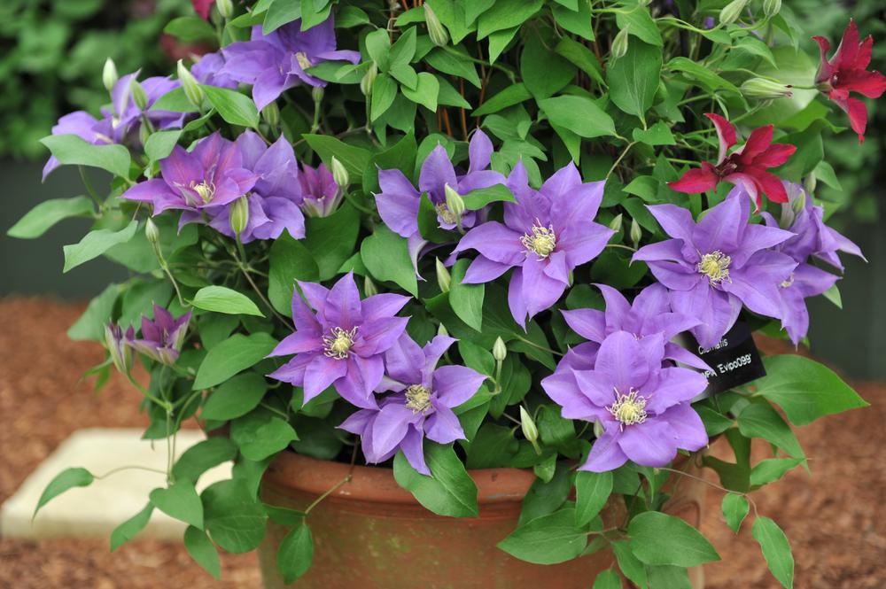 8" Clematis 'Olympia' ('Evipo099') Olympia Vine: Patent PPAF 1012199