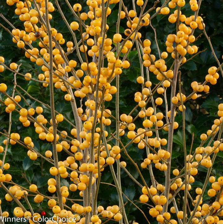 8" Ilex verticillata 'Berry Heavy Gold' Berry Heavy® Gold Winterberry: Patent PPAF 1012936