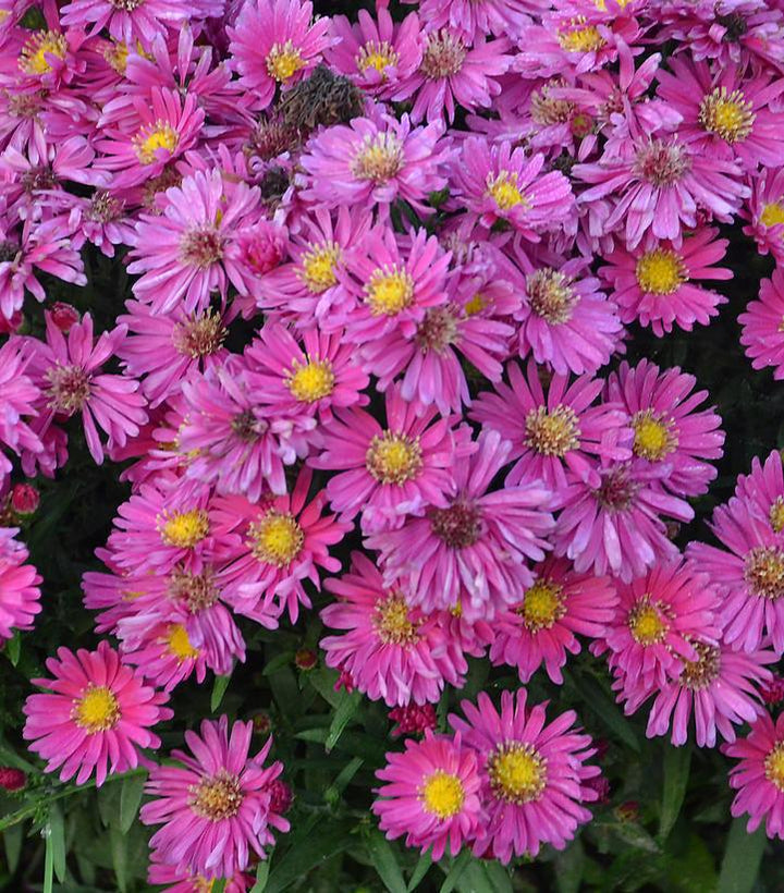 2G Aster 'Kickin Carmine Red' - Fall Aster - 1008412