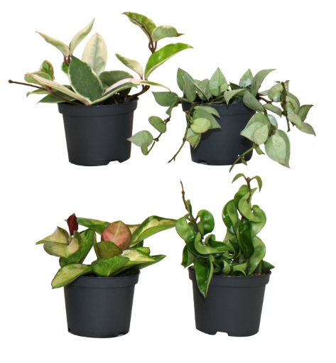 3.5" Hoya - Assorted Styles ( Sold Individually ) - G5201