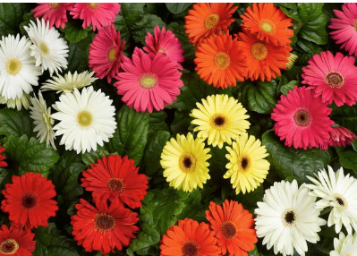 8" TP Gerbera