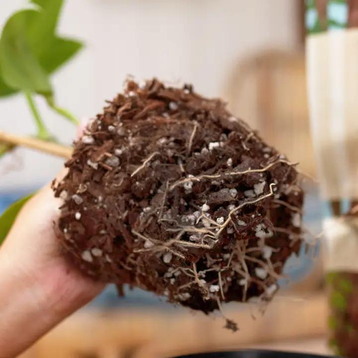 Ivy May Co - Bulk Soil - Premium Houseplant & Aroid Potting Mix