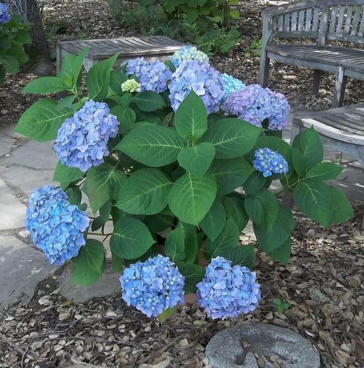 3G Hydrangea mac. 'Blue Sunset' Blue Sunset Mophead Hydrangea 1008922SVF