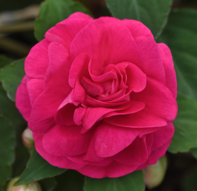 10" HB Double Impatiens Hanging Basket