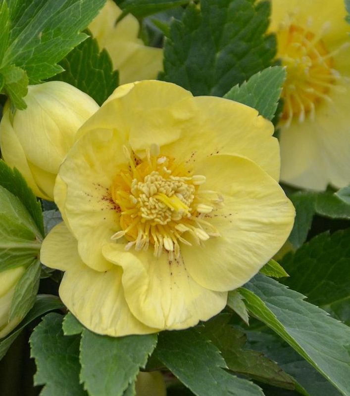1G Helleborus Honeymoon 'California Dreaming' - Lenten Rose - 1020595