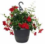10" HB Mandevilla - Medium Leaf Strawberry Red - G5411